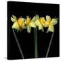 Double daffodils II-Magda Indigo-Stretched Canvas