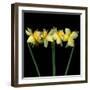 Double daffodils II-Magda Indigo-Framed Photographic Print