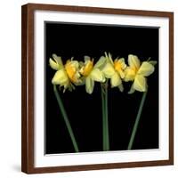 Double daffodils II-Magda Indigo-Framed Photographic Print