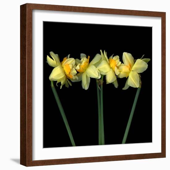 Double daffodils II-Magda Indigo-Framed Photographic Print