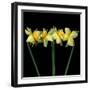 Double daffodils II-Magda Indigo-Framed Photographic Print