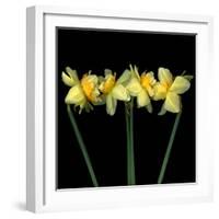 Double daffodils II-Magda Indigo-Framed Photographic Print