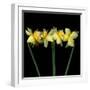 Double daffodils II-Magda Indigo-Framed Photographic Print