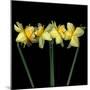 Double daffodils II-Magda Indigo-Mounted Photographic Print