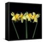 Double daffodils II-Magda Indigo-Framed Stretched Canvas