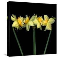 Double daffodils II-Magda Indigo-Stretched Canvas