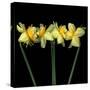 Double daffodils II-Magda Indigo-Stretched Canvas