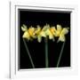 Double daffodils II-Magda Indigo-Framed Photographic Print