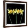 Double daffodils II-Magda Indigo-Framed Photographic Print