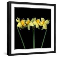 Double daffodils II-Magda Indigo-Framed Premium Photographic Print