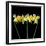 Double daffodils II-Magda Indigo-Framed Premium Photographic Print