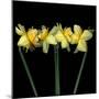 Double daffodils II-Magda Indigo-Mounted Premium Photographic Print