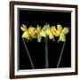 Double daffodils II-Magda Indigo-Framed Photographic Print