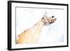 Double Exposure Arm and Hand-Sharpy Shooter-Framed Photographic Print