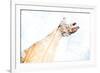 Double Exposure Arm and Hand-Sharpy Shooter-Framed Photographic Print