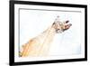 Double Exposure Arm and Hand-Sharpy Shooter-Framed Photographic Print