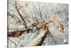 Double exposure, beech, falling leaves and blue heaven in the Teutoburg Forest-Nadja Jacke-Stretched Canvas