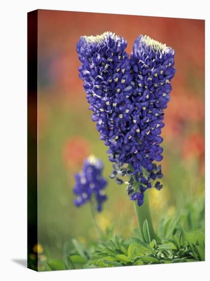 Double-Flowered Texas Bluebonnet, Hill Country, Texas, USA-Adam Jones-Stretched Canvas