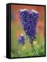 Double-Flowered Texas Bluebonnet, Hill Country, Texas, USA-Adam Jones-Framed Stretched Canvas