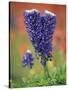 Double-Flowered Texas Bluebonnet, Hill Country, Texas, USA-Adam Jones-Stretched Canvas