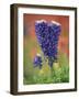 Double-Flowered Texas Bluebonnet, Hill Country, Texas, USA-Adam Jones-Framed Photographic Print