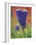 Double-Flowered Texas Bluebonnet, Hill Country, Texas, USA-Adam Jones-Framed Photographic Print