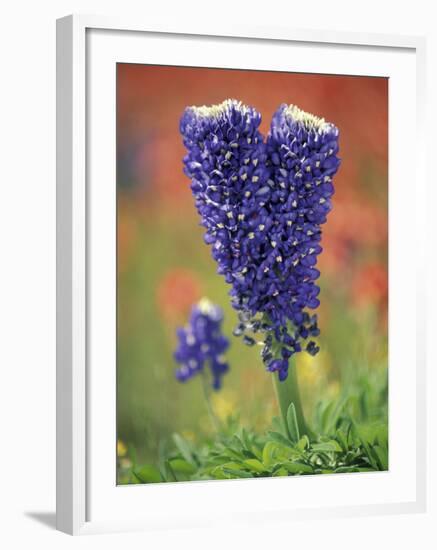 Double-Flowered Texas Bluebonnet, Hill Country, Texas, USA-Adam Jones-Framed Photographic Print