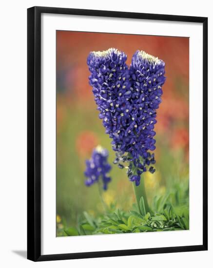 Double-Flowered Texas Bluebonnet, Hill Country, Texas, USA-Adam Jones-Framed Photographic Print