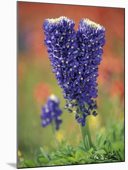 Double-Flowered Texas Bluebonnet, Hill Country, Texas, USA-Adam Jones-Mounted Photographic Print
