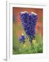 Double-Flowered Texas Bluebonnet, Hill Country, Texas, USA-Adam Jones-Framed Photographic Print