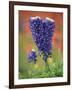 Double-Flowered Texas Bluebonnet, Hill Country, Texas, USA-Adam Jones-Framed Photographic Print