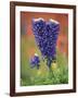 Double-Flowered Texas Bluebonnet, Hill Country, Texas, USA-Adam Jones-Framed Photographic Print