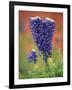 Double-Flowered Texas Bluebonnet, Hill Country, Texas, USA-Adam Jones-Framed Photographic Print