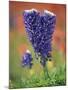 Double-Flowered Texas Bluebonnet, Hill Country, Texas, USA-Adam Jones-Mounted Photographic Print