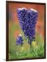 Double-Flowered Texas Bluebonnet, Hill Country, Texas, USA-Adam Jones-Framed Photographic Print