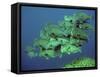 Double-Headed, Bumphead, Green Humphead, Giant-null-Framed Stretched Canvas