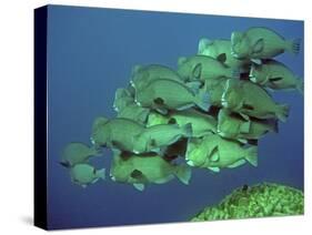 Double-Headed, Bumphead, Green Humphead, Giant-null-Stretched Canvas