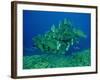 Double-Headed, Bumphead, Green Humphead, Giant-null-Framed Photographic Print