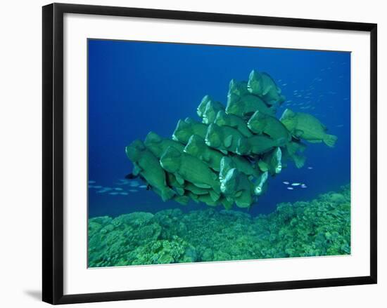 Double-Headed, Bumphead, Green Humphead, Giant-null-Framed Photographic Print