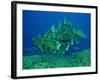 Double-Headed, Bumphead, Green Humphead, Giant-null-Framed Photographic Print