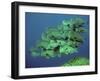Double-Headed, Bumphead, Green Humphead, Giant-null-Framed Photographic Print
