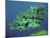 Double-Headed, Bumphead, Green Humphead, Giant-null-Mounted Photographic Print