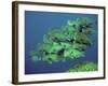 Double-Headed, Bumphead, Green Humphead, Giant-null-Framed Photographic Print