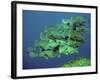 Double-Headed, Bumphead, Green Humphead, Giant-null-Framed Photographic Print