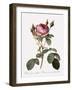 Double Moss Rose-Pierre Joseph Redoute-Framed Giclee Print