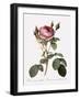 Double Moss Rose-Pierre Joseph Redoute-Framed Giclee Print