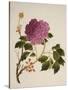 Double Pink Tree Peonies, Chinese Watercolour Drawing on Paper, circa 1800-null-Stretched Canvas