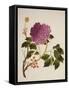 Double Pink Tree Peonies, Chinese Watercolour Drawing on Paper, circa 1800-null-Framed Stretched Canvas