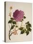 Double Pink Tree Peonies, Chinese Watercolour Drawing on Paper, circa 1800-null-Stretched Canvas