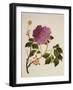 Double Pink Tree Peonies, Chinese Watercolour Drawing on Paper, circa 1800-null-Framed Giclee Print